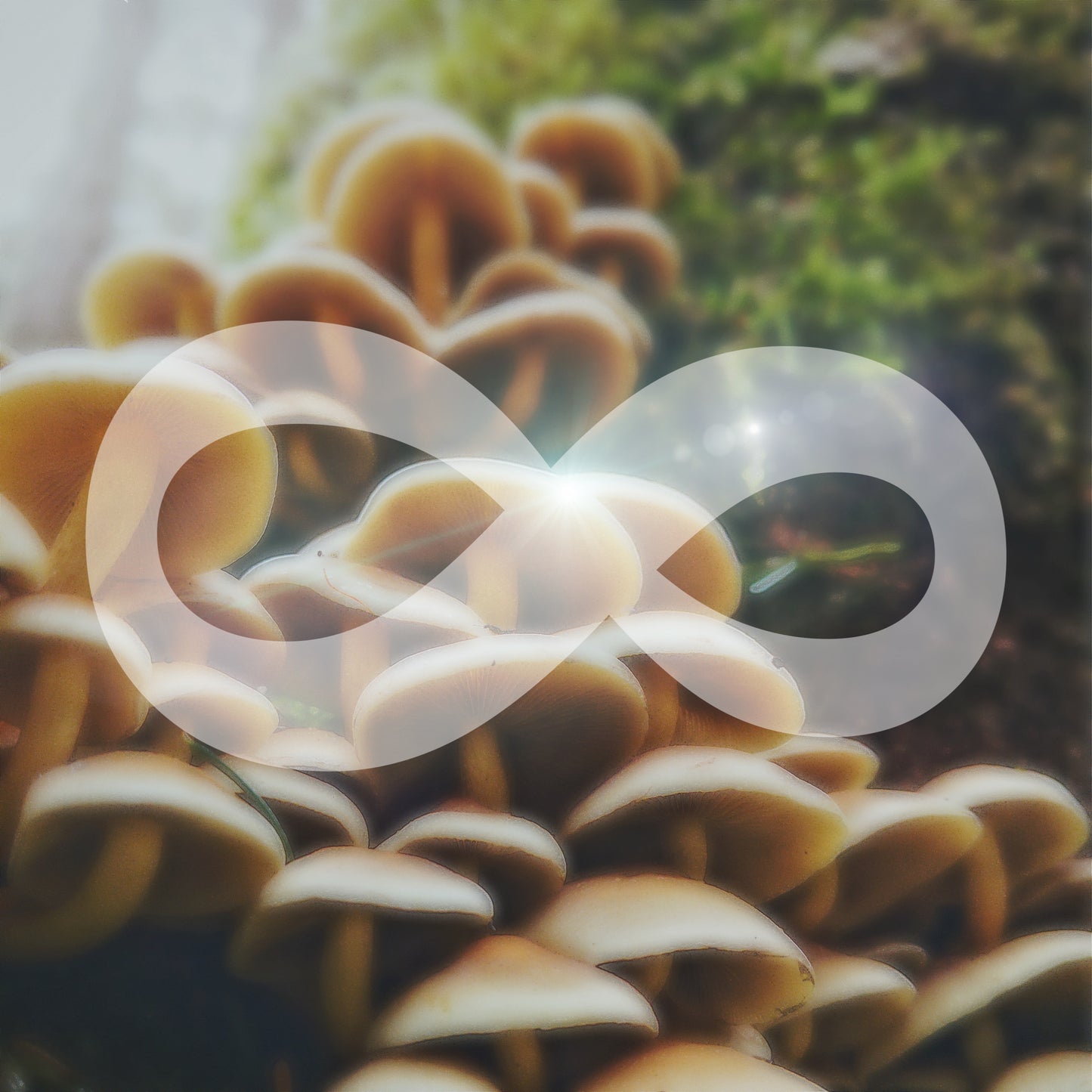 Infinity Mushroom Blend